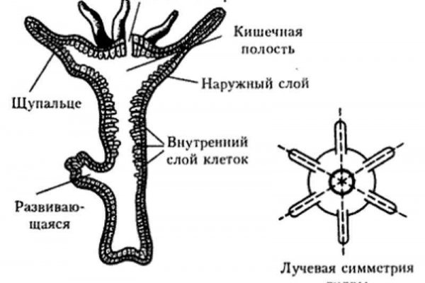 Кракен ru