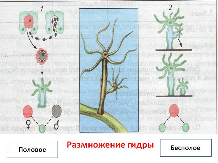 Кракен 17 рабочая ссылка